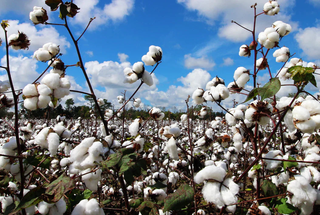 Is Organic Cotton Really Better for the Environment?